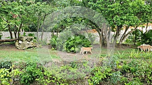 The cougar Puma concolor is a large felid of the subfamily Felinae. Due to its wide range, it has many names including puma, m