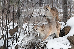 Cougar (Puma concolor) Moves Left on Rocks Sibling Bites Branch in Background Winter