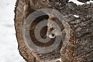 Cougar (Puma concolor) Peeks Out From Inside Log Winter