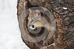 Cougar (Puma concolor) Pokes Head Out of End of Hollow Log Winter