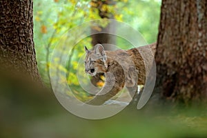 Cougar, Puma concolor, in the rock nature forest habitat, between two trees, hidden portrait danger animal with stone, USA