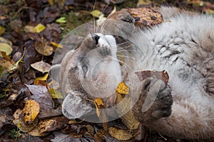 Cougar Puma concolor Rolling with Leaves Autumn