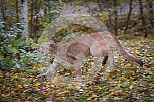 Cougar Puma concolor Runs Left Autumn