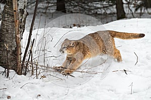 Cougar (Puma concolor) Runs Towards Tree Winter