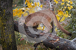 Cougar Puma concolor Sharpens Claws on Downed Tree Autumn