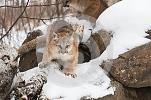 Cougar (Puma concolor) Sits Atop Rock Den Tail Extended Winter