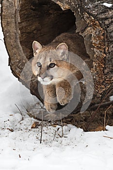 Cougar (Puma concolor) Sits in Log Paws Out Winter