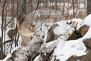 Cougar (Puma concolor) Stands Atop Birch Logs at Rock Den Winter