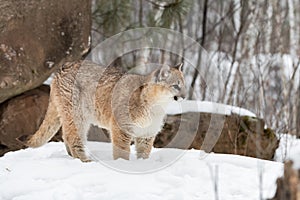 Cougar (Puma concolor) Stands in Snow Looking Right Winter