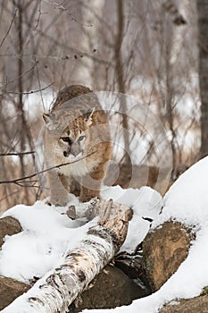 Cougar (Puma concolor) Stands on Snow Pile Sibling Walks Behind Winter