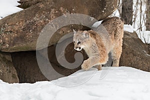 Cougar (Puma concolor) Steps Off Rocks of Densite Winter