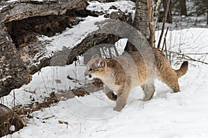 Cougar (Puma concolor) Walks Left Past Tree and Log Winter