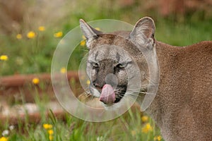 Cougar, puma or mountain lion with tongue