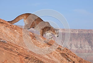 Cougar in red rock desert of Southern Utah