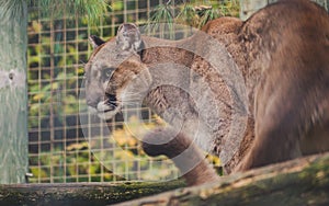 Cougar with sharp view Big wild cat Puma concolor ready to attack