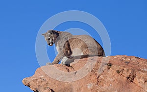 A cougar sitting on a red sandstone ledge in the desert of the American southwest looking down over the edge.