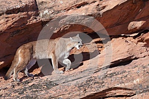 Cougar stalking along a ledge of red sandstone in Southern Utah