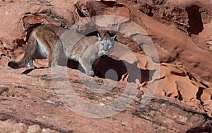 A cougar standing on a ridge of red sandstone in the desert of the American southwest