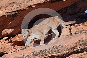 Cougar stepping down from a shadowed overhang into the morning light photo