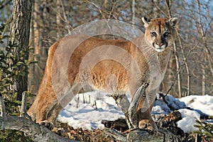 Cougar watching over his territory