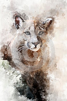 Cougar - watercolor illustration portrait