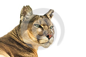 Cougar on a white background