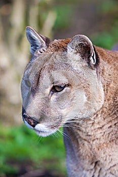 Cougar in woodland