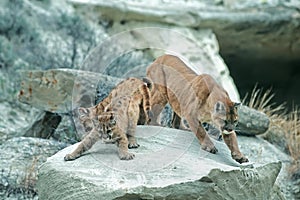 Cougars