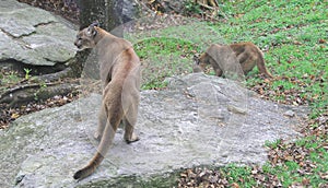 Cougars in North Carolina