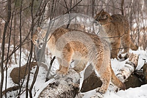 Cougars (Puma concolor) Bite and Chew on Branches Winter