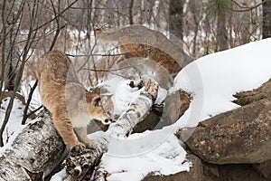 Cougars (Puma concolor) Climbing on Rocks and Branches Winter