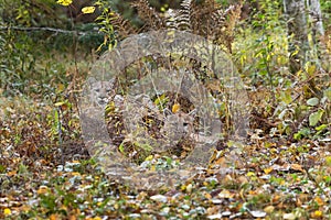 Cougars Puma concolor Lie Together Hidden in Grass and Bushes Autumn