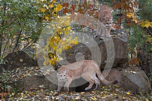 Cougars Puma concolor Move Around Rock Den Site Autumn