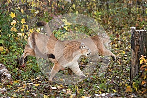 Cougars Puma concolor Run Together Autumn