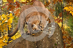 Cougars Puma concolor Stand Together Sniffing Atop Rock In Autumn Colors