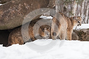 Cougars (Puma concolor) Together at Den Looking Right Winter