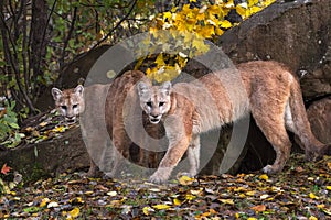 Cougars Puma concolor Turn in Front of Rock Den Autumn
