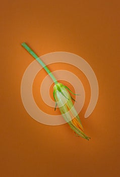 Cougette or zucchini flower for cooking fritters or beignet.on orange background