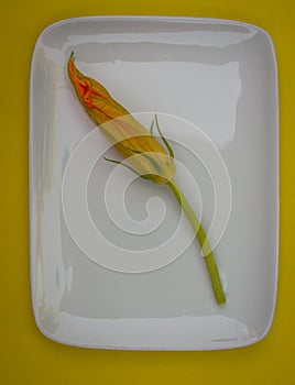 Cougette or zucchini flower for cooking fritters or beignet.on white plate