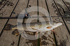 Cought Pike fish. Fishing trophy with fishing rod