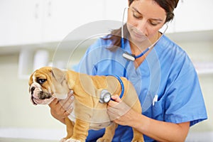 He couldnt be healthier. Shot of a young vet listening to a bulldog puppy heartbeat.