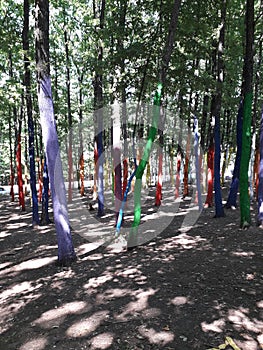 Couloured forest tree