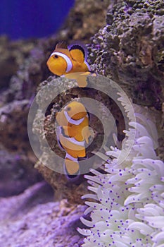 A coulpe of Clowfish