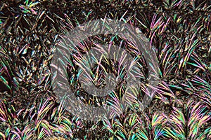 Coumarin crystals under the Microscope