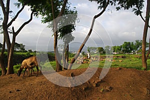 Counrtyside farm landscape