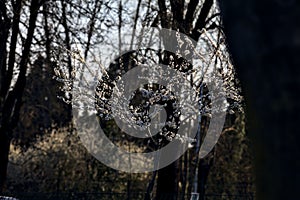 Counterlit cherry tree in bloom among bare tree in a garden