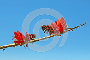 Counterpart Coral flowers Erythrina on a branch over background photo