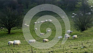 Counting sheep 2