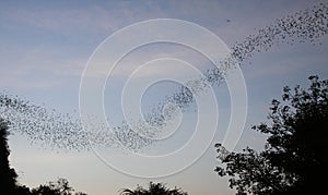 Countless Bats swarming out in the evening dusk