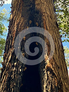 Numerous Cicada Shells